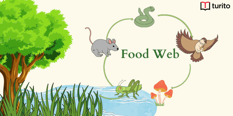 Food Web