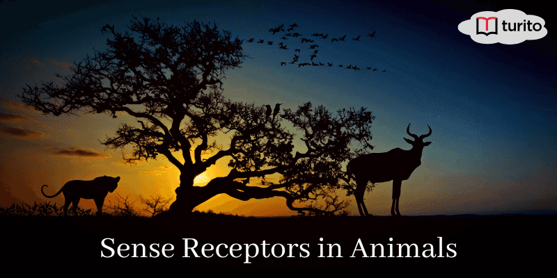 Sense Receptors in Animals
